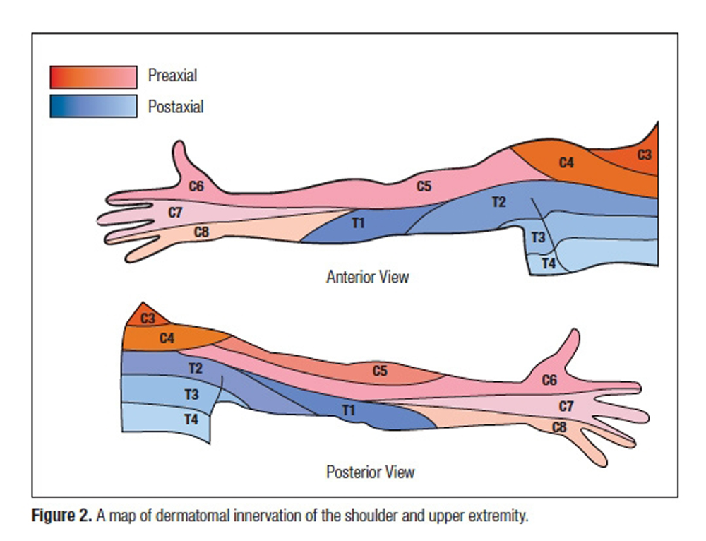 Nerve Root Distribution Chart