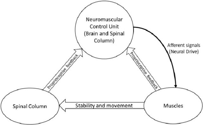 http://chiro.org/BLOG_Graphics/SPINAL_STABILITY.jpg