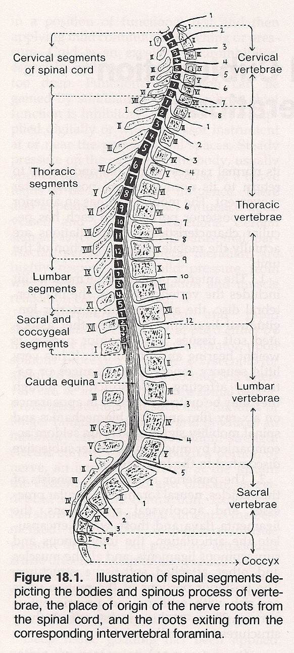 Chart Of Effects Of Vertebral Subluxations