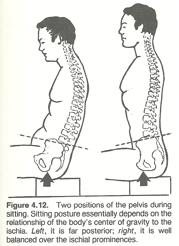 SITTING POSTURES pelvis vertebrae diagram 