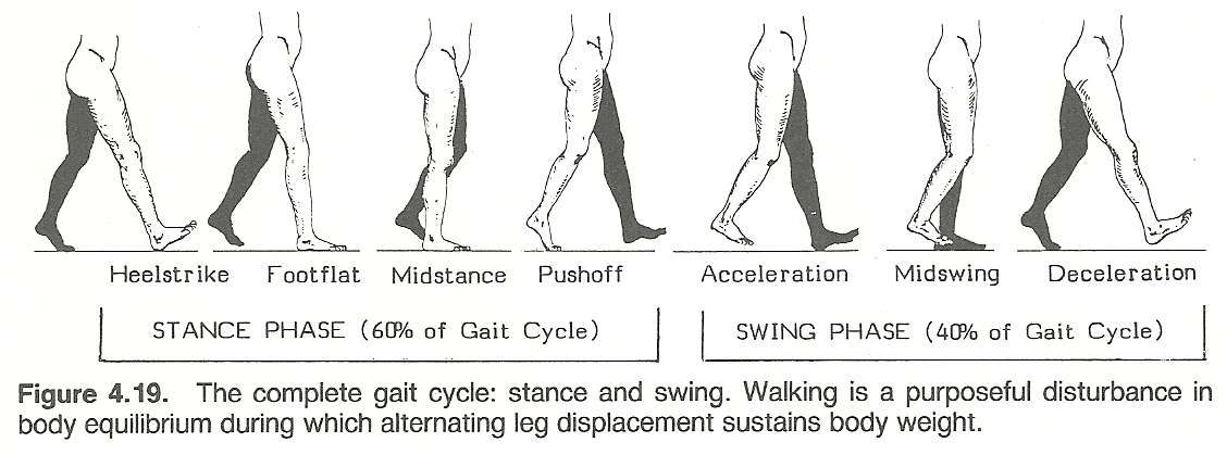 A single gait cycle of the human walking pattern. In the single