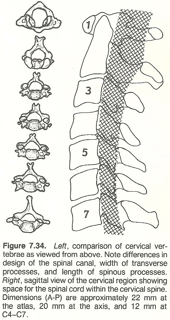 Regional Structural Characteristics spine diagram canal 