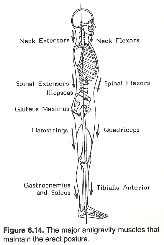 (2) an identifiable group of signs and symptoms, or