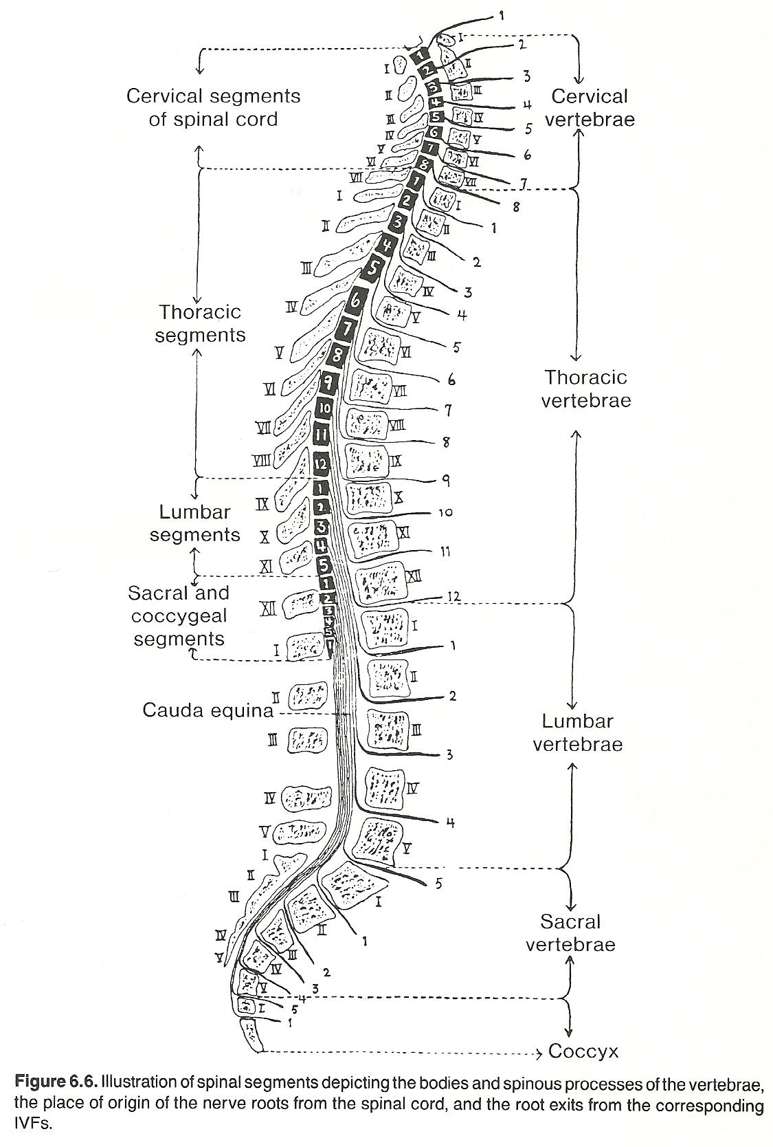 Thoracic Spine Subluxation