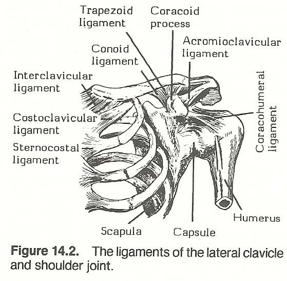 Joints and major ligaments of shoulder girdle and upper extremity  Flashcards