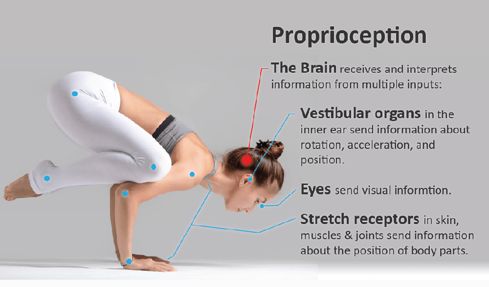 LOW BACK PAIN: THE POTENTIAL CONTRIBUTION OF SUPRASPINAL MOTOR ...