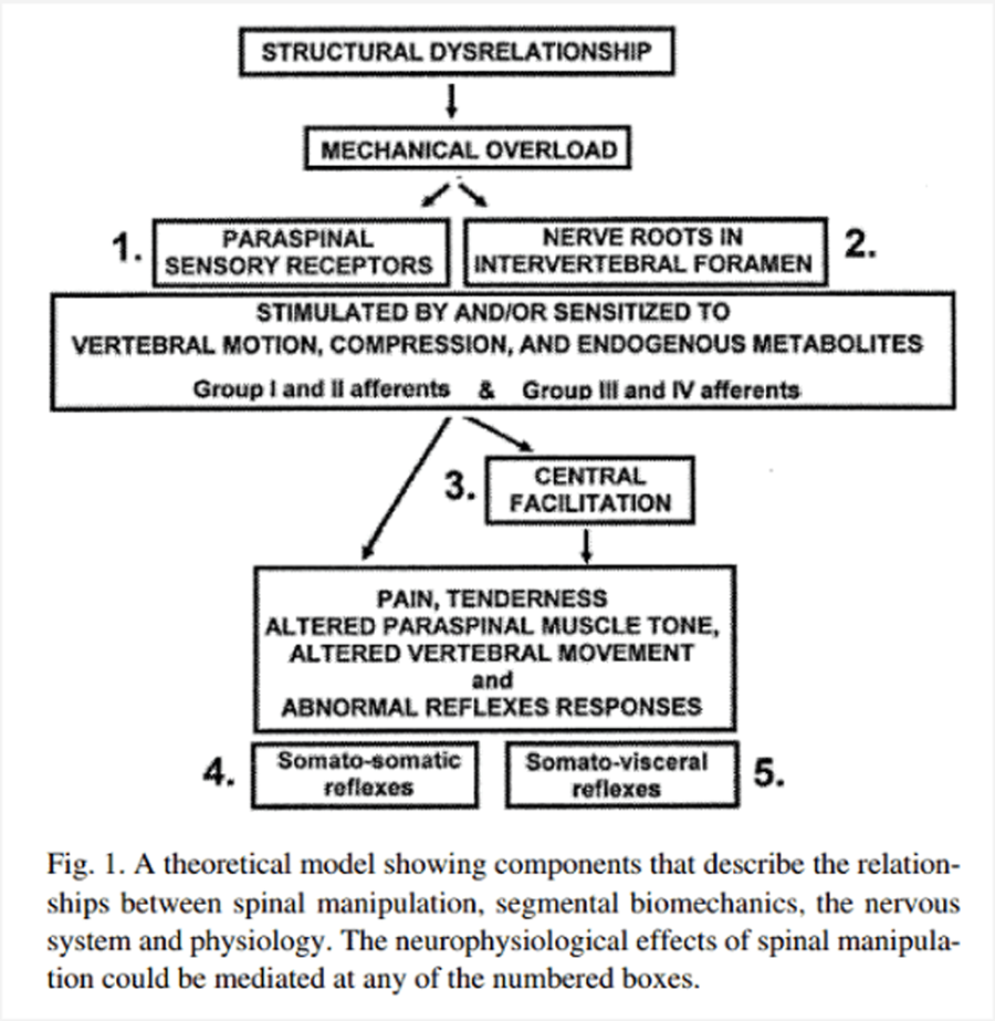 Mechanisms of Chiropractic Spinal Manipulative Therapy for Patients with Chronic Primary Low Back Pain: Protocol for a Mechanistic Randomized Placebo-controlled Trial