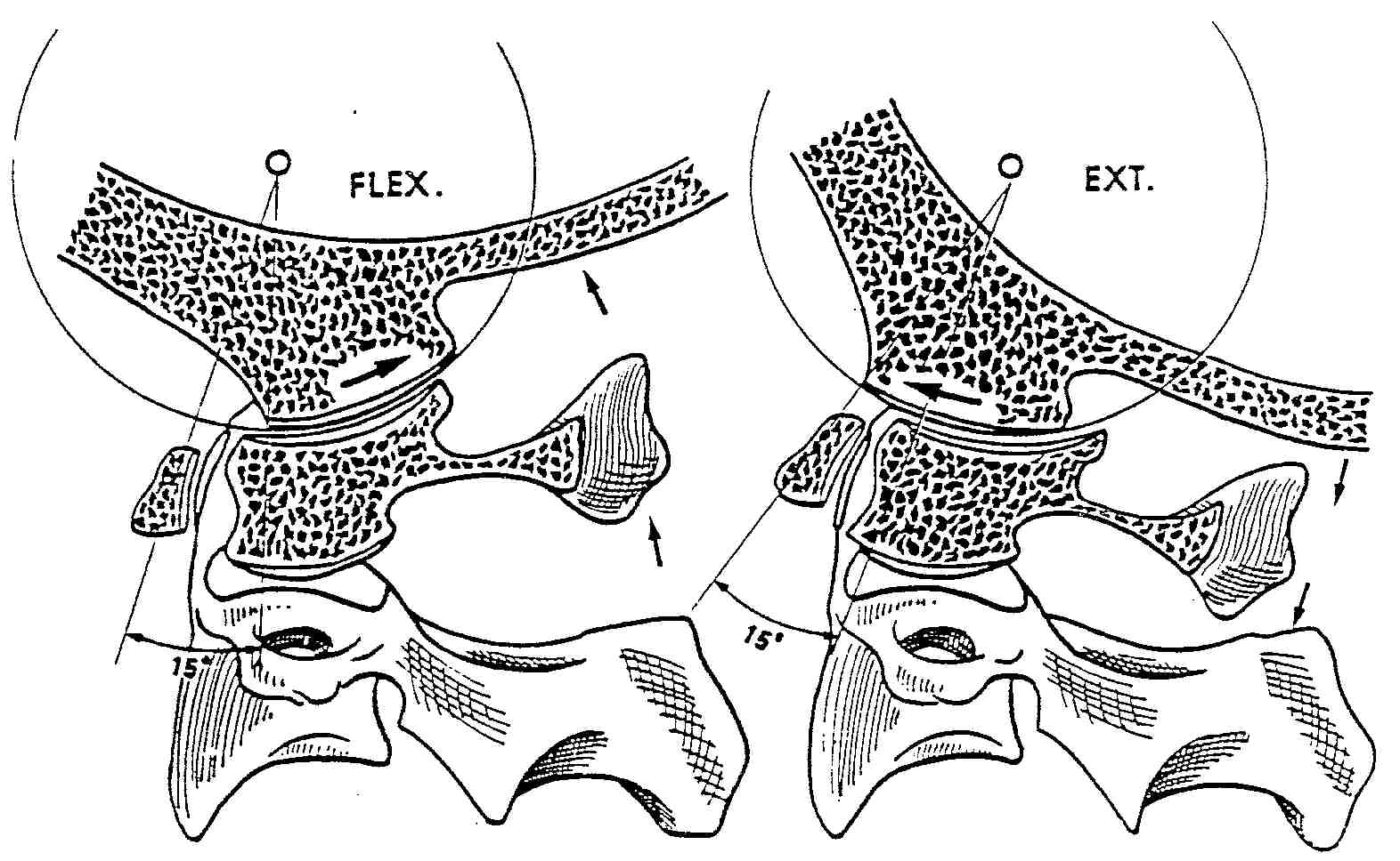 Atlantoaxial Joint Movement Atlantoaxial Joint Movement