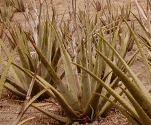 Aloe vera