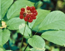 American Ginseng