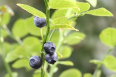 Bilberry