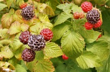 Black Raspberry