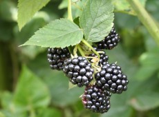 Blackberry