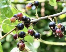 Blackcurrant