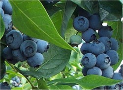 Blueberry