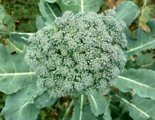 Broccoli
