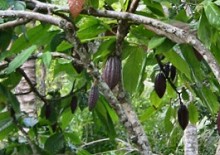Cacao