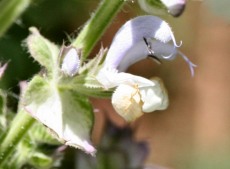 Clary Sage