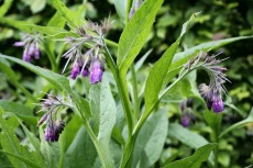 Comfrey