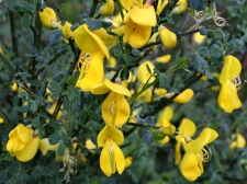 Common Broom