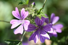 Common Mallow