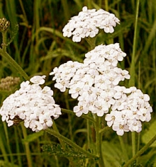 Common Yarrow