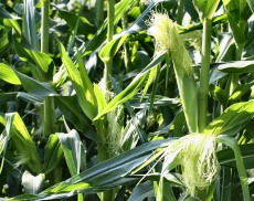 Cornsilk