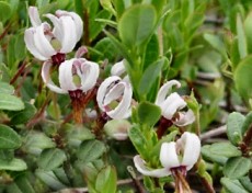 Cranberry