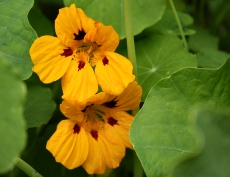 Indian Cress