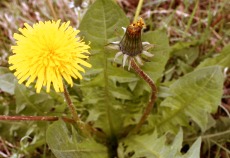 Dandelion