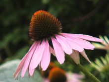 Echinacea
