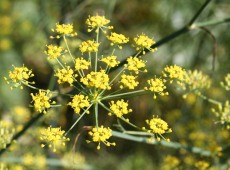 Fennel