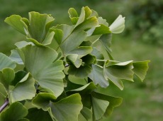 Ginkgo