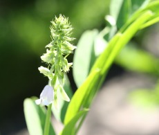 Goat's Rue