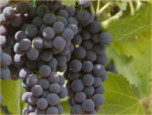 Grape