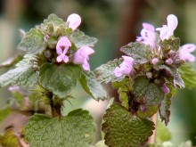 Ground Ivy