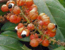 Guarana
