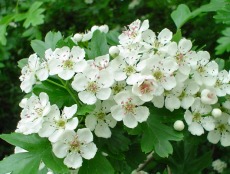 Hawthorn