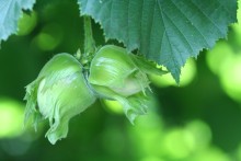 Hazelnut