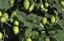 Hop