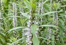 Hyssop