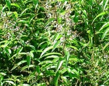 Lemon Verbena