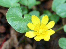 Lesser Celandine