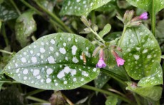 Lungwort