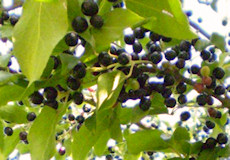 Maqui Berry