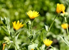 Marigold