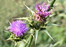 Milk Thistle