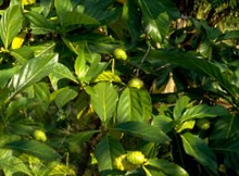 Noni