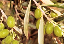 Olive