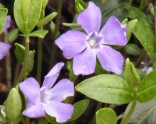 Periwinkle